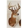 Image 2 : Whitetail Deer shoulder mount,10x9, non-typical