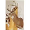 Image 3 : Whitetail Deer shoulder mount,10x9, non-typical