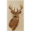 Image 1 : Whitetail Deer shoulder mount, 6x5