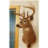 Image 2 : Whitetail Deer shoulder mount, 6x5