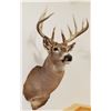 Image 3 : Whitetail Deer shoulder mount, 6x5