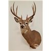 Image 1 : Whitetail Deer shoulder mount, 5x4