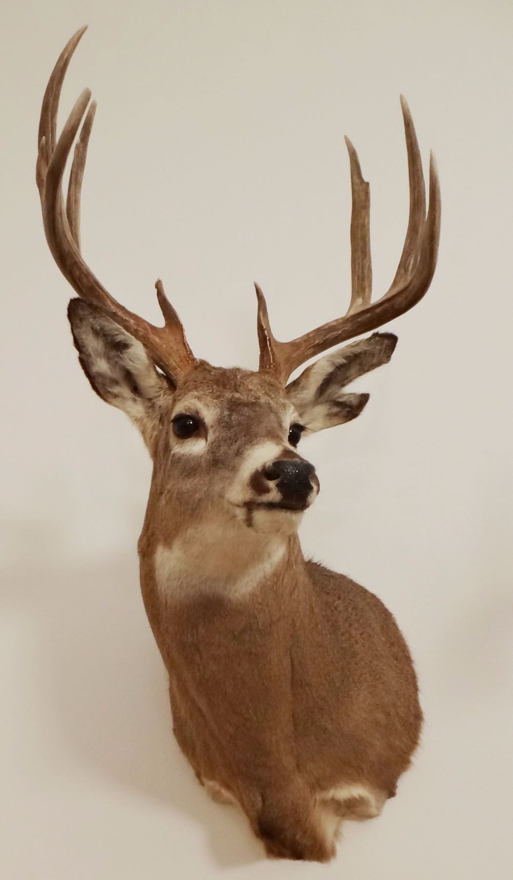 Whitetail Deer shoulder mount, 5x4