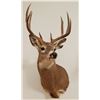 Image 2 : Whitetail Deer shoulder mount, 5x4