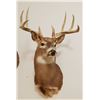 Image 1 : Whitetail Deer shoulder mount, 5x5