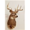 Image 2 : Whitetail Deer shoulder mount, 5x5