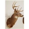 Image 3 : Whitetail Deer shoulder mount, 5x5