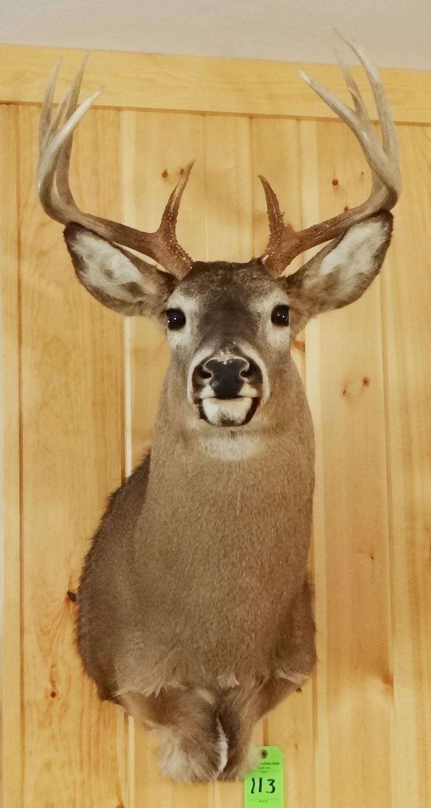 Whitetail Deer shoulder mount, 5x4 Whitetail Deer shoulder mount, 5x4