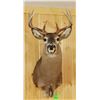 Image 1 : Whitetail Deer shoulder mount, 5x4