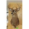 Image 2 : Whitetail Deer shoulder mount, 5x4