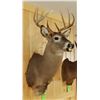 Image 3 : Whitetail Deer shoulder mount, 5x4