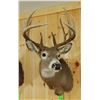 Image 1 : Whitetail Deer shoulder mount, 6x9, non-typical
