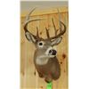 Image 2 : Whitetail Deer shoulder mount, 6x9, non-typical