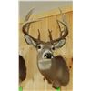Image 3 : Whitetail Deer shoulder mount, 6x9, non-typical