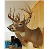 Image 4 : Whitetail Deer shoulder mount, 6x9, non-typical
