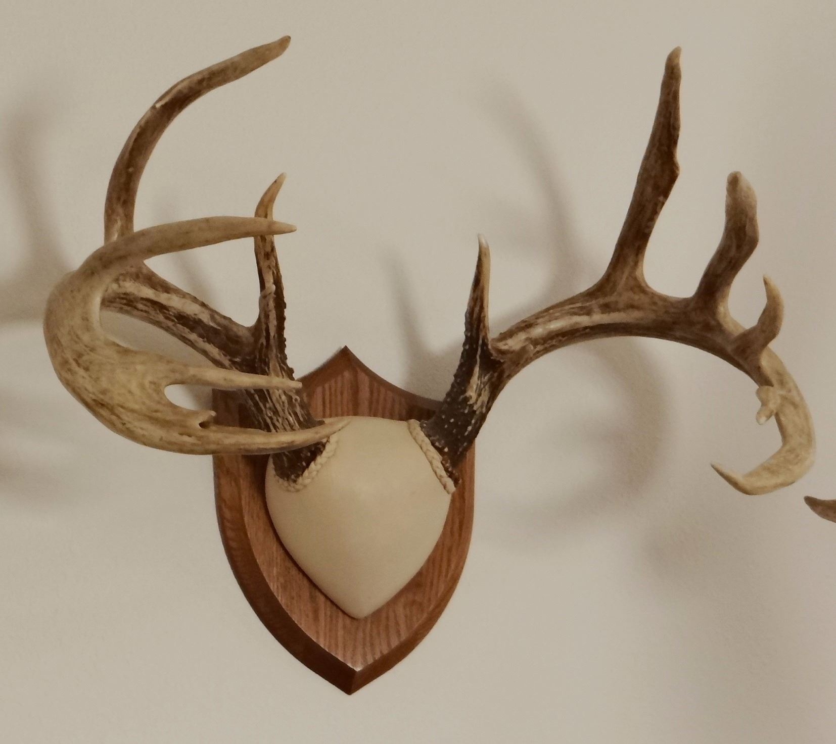 Whitetail Deer plaque mounted antlers, 7x7