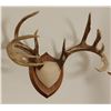 Image 1 : Whitetail Deer plaque mounted antlers, 7x7