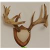 Image 1 : Whitetail Deer plaque mounted antlers,  10x7, non-typical