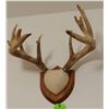 Image 2 : Whitetail Deer plaque mounted antlers,  10x7, non-typical