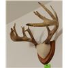 Image 3 : Whitetail Deer plaque mounted antlers,  10x7, non-typical
