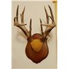 Image 1 : Whitetail Deer plaque mounted antlers, 7x7, non-typical