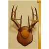 Image 2 : Whitetail Deer plaque mounted antlers, 7x7, non-typical