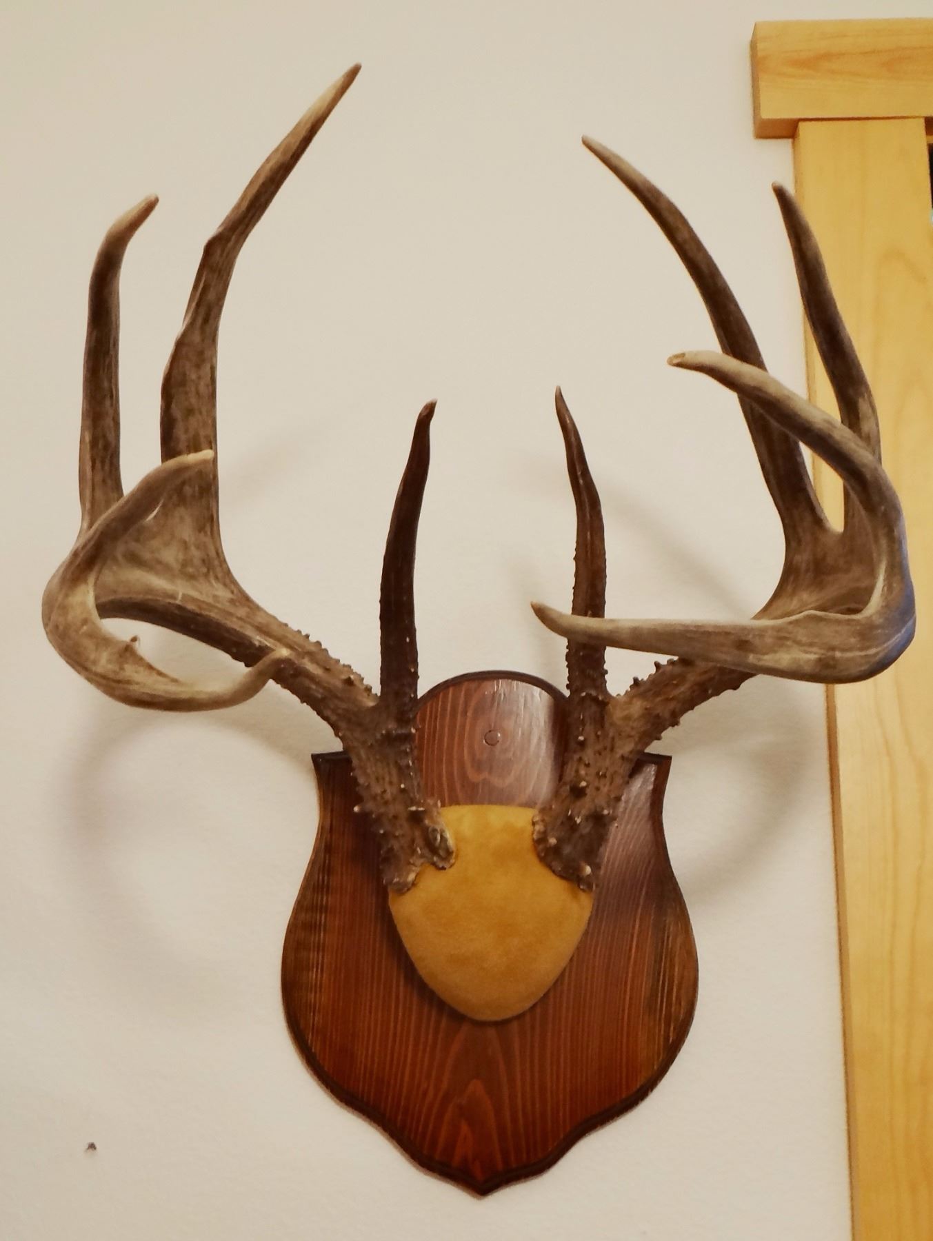 Whitetail Deer Plaque Mounted Antlers 6x5 Non typical whitetail-deer-plaque-mounted-antlers-6x5-non-typical