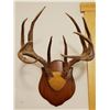 Image 1 : Whitetail Deer plaque mounted antlers, 6x5, non-typical
