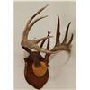 Image 2 : Whitetail Deer plaque mounted antlers, 6x5, non-typical