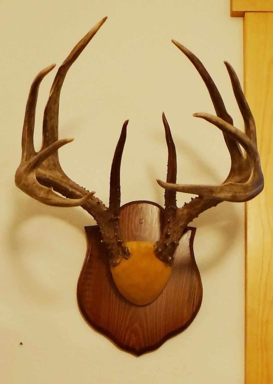 Whitetail Deer Plaque Mounted Antlers 6x5 Non typical Whitetail Deer Plaque Mounted Antlers 6x5 Non typical