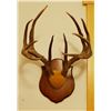 Image 3 : Whitetail Deer plaque mounted antlers, 6x5, non-typical
