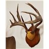 Image 4 : Whitetail Deer plaque mounted antlers, 6x5, non-typical