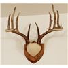 Image 1 : Whitetail Deer plaque mounted antlers, 9x5, non-typical