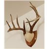 Image 2 : Whitetail Deer plaque mounted antlers, 9x5, non-typical