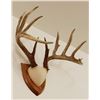 Image 3 : Whitetail Deer plaque mounted antlers, 9x5, non-typical