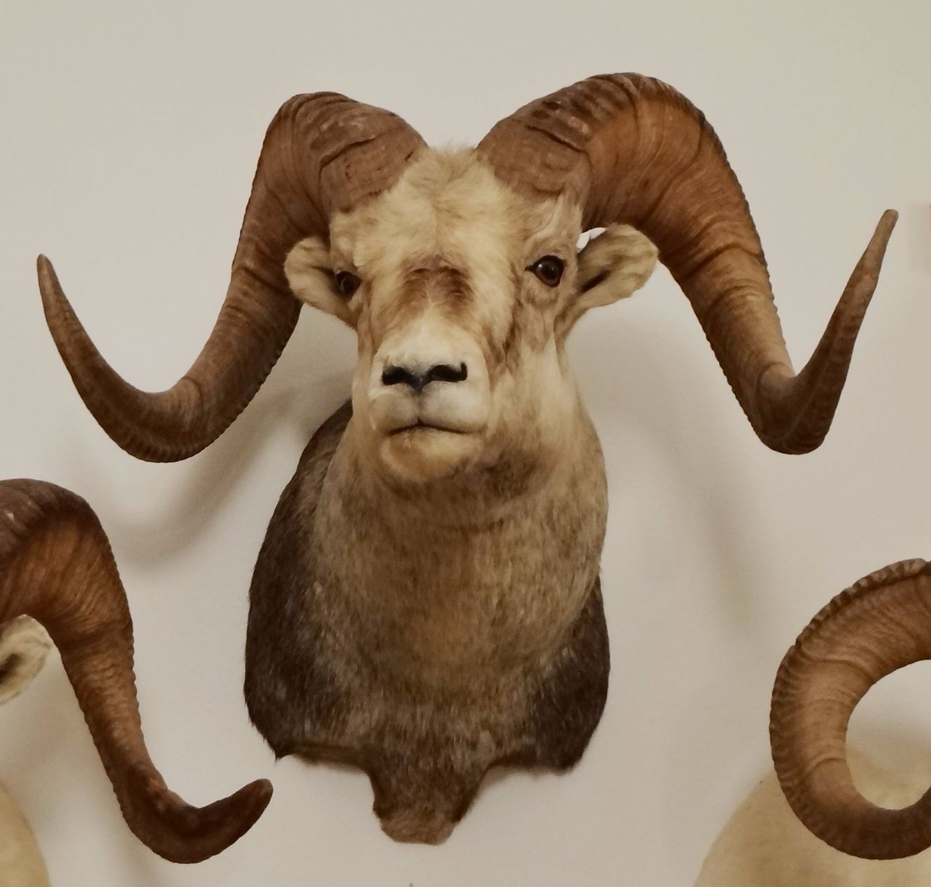 Big Horn Sheep shoulder mount, full curl