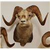 Image 1 : Big Horn Sheep shoulder mount, full curl