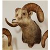 Image 2 : Big Horn Sheep shoulder mount, full curl