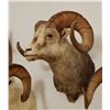 Image 3 : Big Horn Sheep shoulder mount, full curl