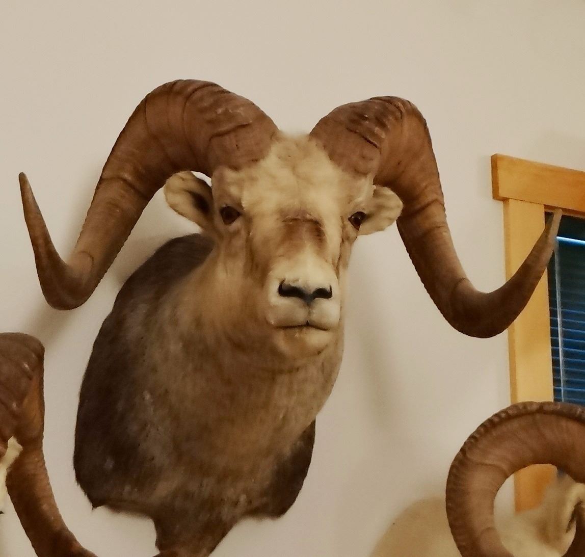Big Horn Sheep shoulder mount, full curl