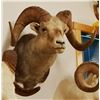 Image 5 : Big Horn Sheep shoulder mount, full curl