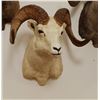 Image 1 : Dall Sheep shoulder mount, full curl
