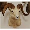 Image 2 : Dall Sheep shoulder mount, full curl
