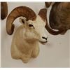 Image 3 : Dall Sheep shoulder mount, full curl