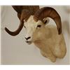 Image 4 : Dall Sheep shoulder mount, full curl