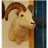 Image 2 : Dall Sheep shoulder mount, full curl