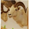 Image 3 : Dall Sheep shoulder mount, full curl