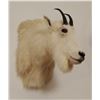 Image 2 : Mountain goat head mount