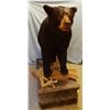 Image 4 : Black Bear full mount on false rock, on casters