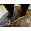 Image 7 : Black Bear full mount on false rock, on casters